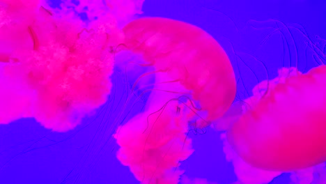 Jellyfish-swimming-in-a-tank