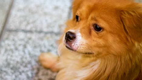 un perro mirando a su alrededor con curiosidad