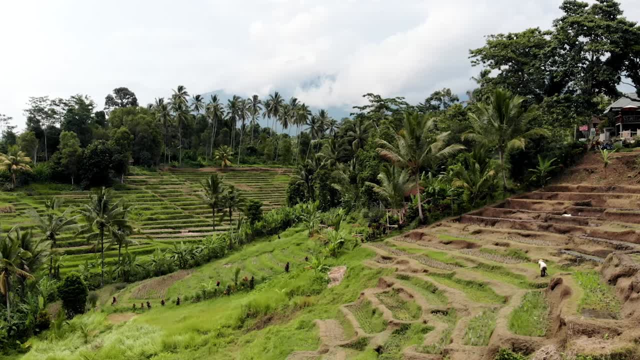 bali - drone de campo de arroz
