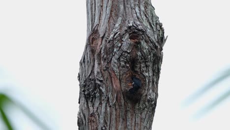 Camera zooms out while this tiny raptor is seen outside of its nest, Black-thighed Falconet Microhierax fringillarius, Thailand