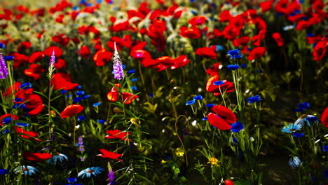 campo de flores silvestres rojas y azules