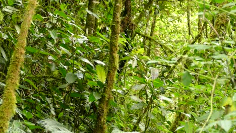 Pequeño-Pájaro-Volando-En-La-Jungla-Como-La-Vegetación-De-Costa-Rica