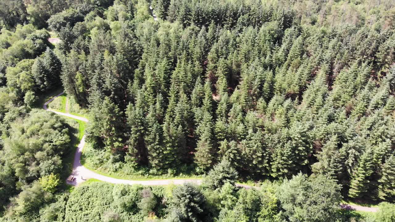 Aerial decending shot over the lush freen Fir tree Forest at Staple Hill Somerset England