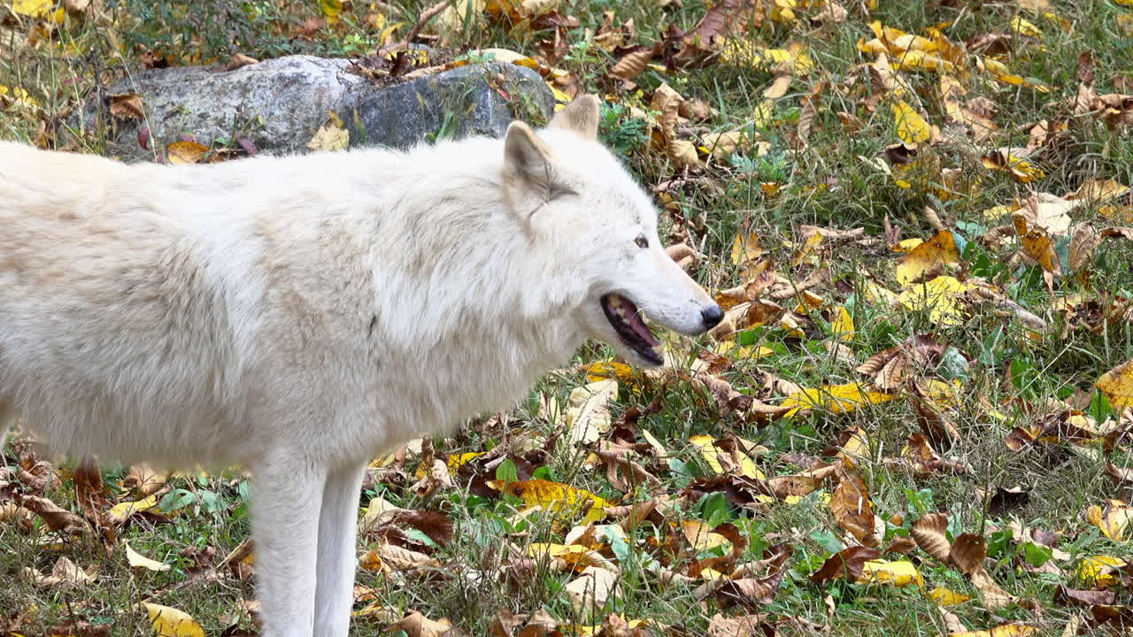 Rocky Mountain Gray Wolf stands and yawns, then trots away
