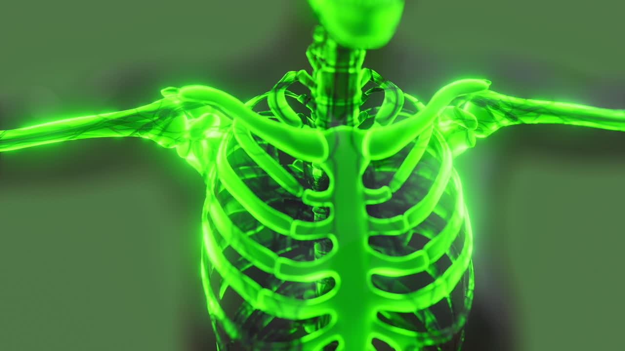 Human skeleton anatomy illustration with highlighted features for education