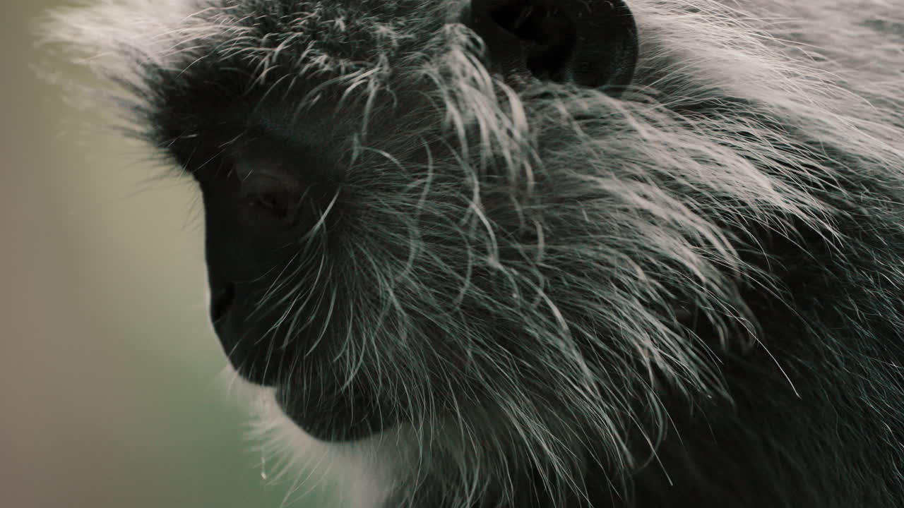 은색 루 원이가 초록색 잎을 먹고 있다.