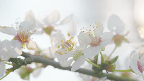 las delicadas flores de primavera