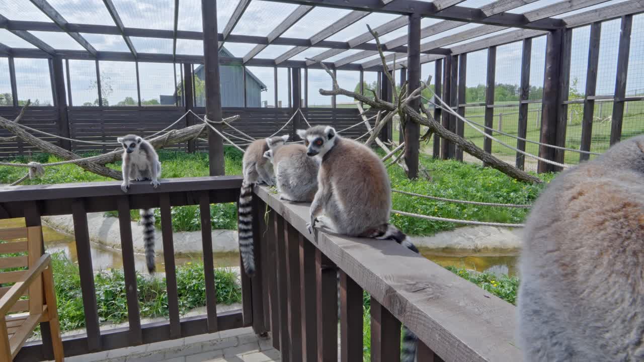 A group of ring-tailed lemurs perch and move along a wooden railing in their enclosed zoo habitat with ropes and greenery
