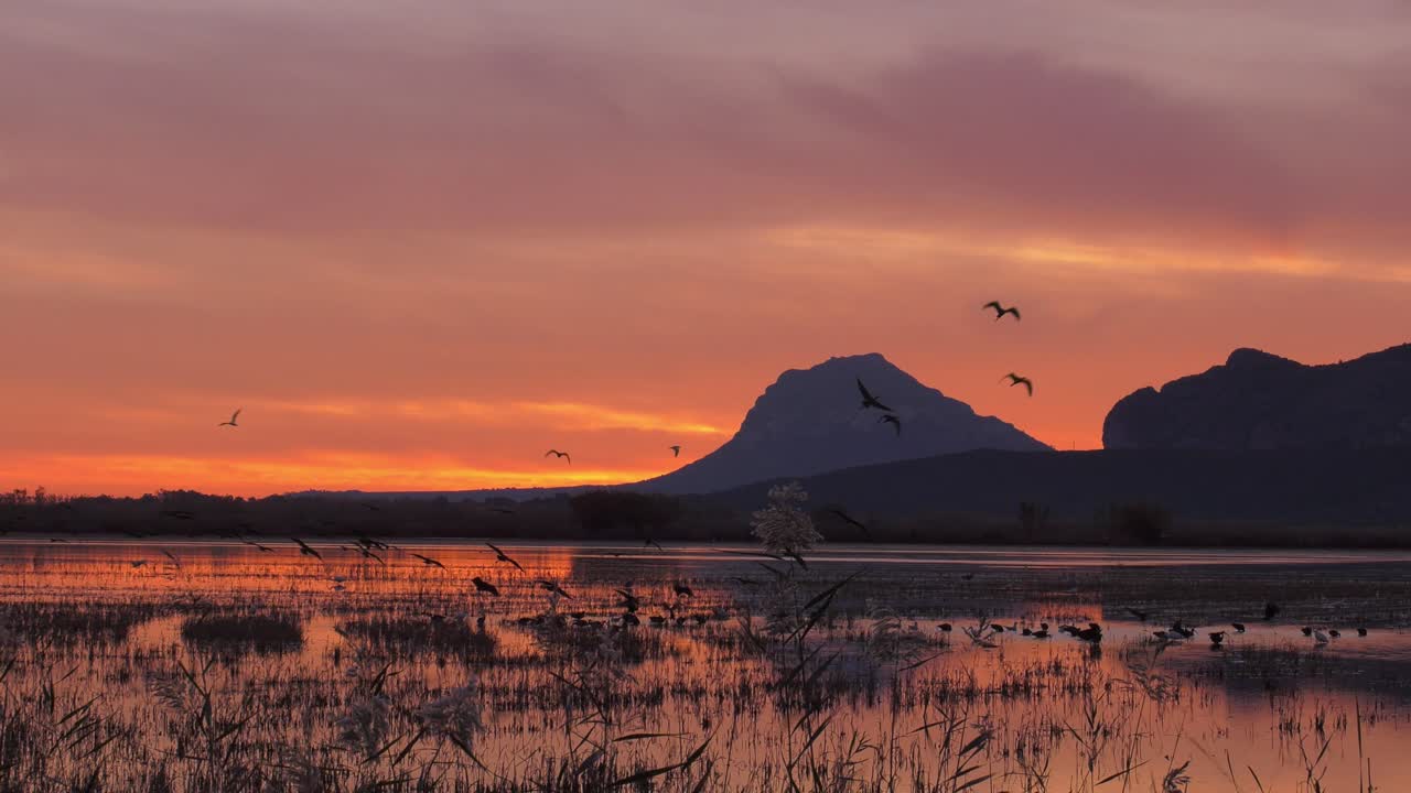 pájaros ibis volando sobre el pantano español al amanecer naranja dorado