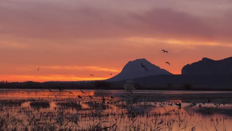 Ibis-birds-flying-over-Spanish-marsh-at-golden-orange-dawn