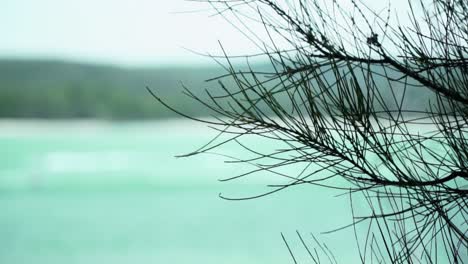 foliage with blurry calm river in background during summertime