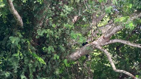 Asian-Black-Bear-Climbing-down-a-Fruiting-Tree,-Ursus-thibetanus,-is-also-called-the-Asiatic-Black-Bear