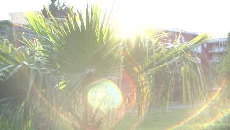 close-up view of the brahea palm tree and bright sun glare in the foreground