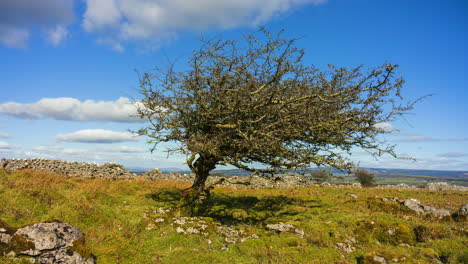 Timelapse of rural nature farmland with single tree and field ground rocks in the foreground and stonewall in the background during sunny spring day viewed from Carrowkeel in county Sligo in Ireland