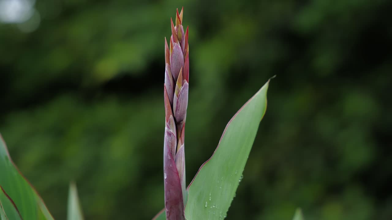 el tallo con brotes de los lirios canna rojos brillantes en un jardín