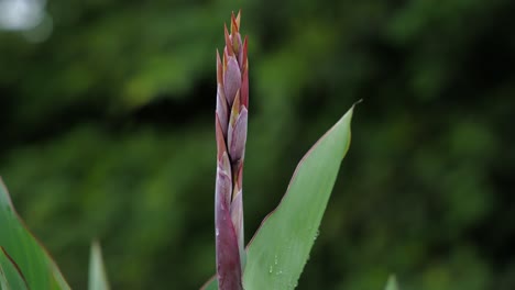 The-stem-with-buds-of-the-bright-red-canna-lilies-in-a-garden