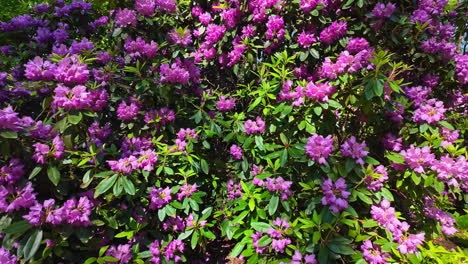 blooming purple flowering bushes in springtime