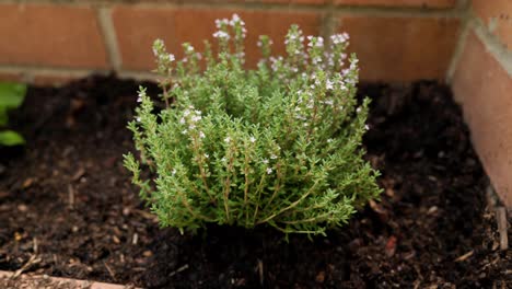 thyme saplings thriving in a backyard veggie patch, filmed in 4k to capture their natural vibrancy. ideal for food and gardening themes.