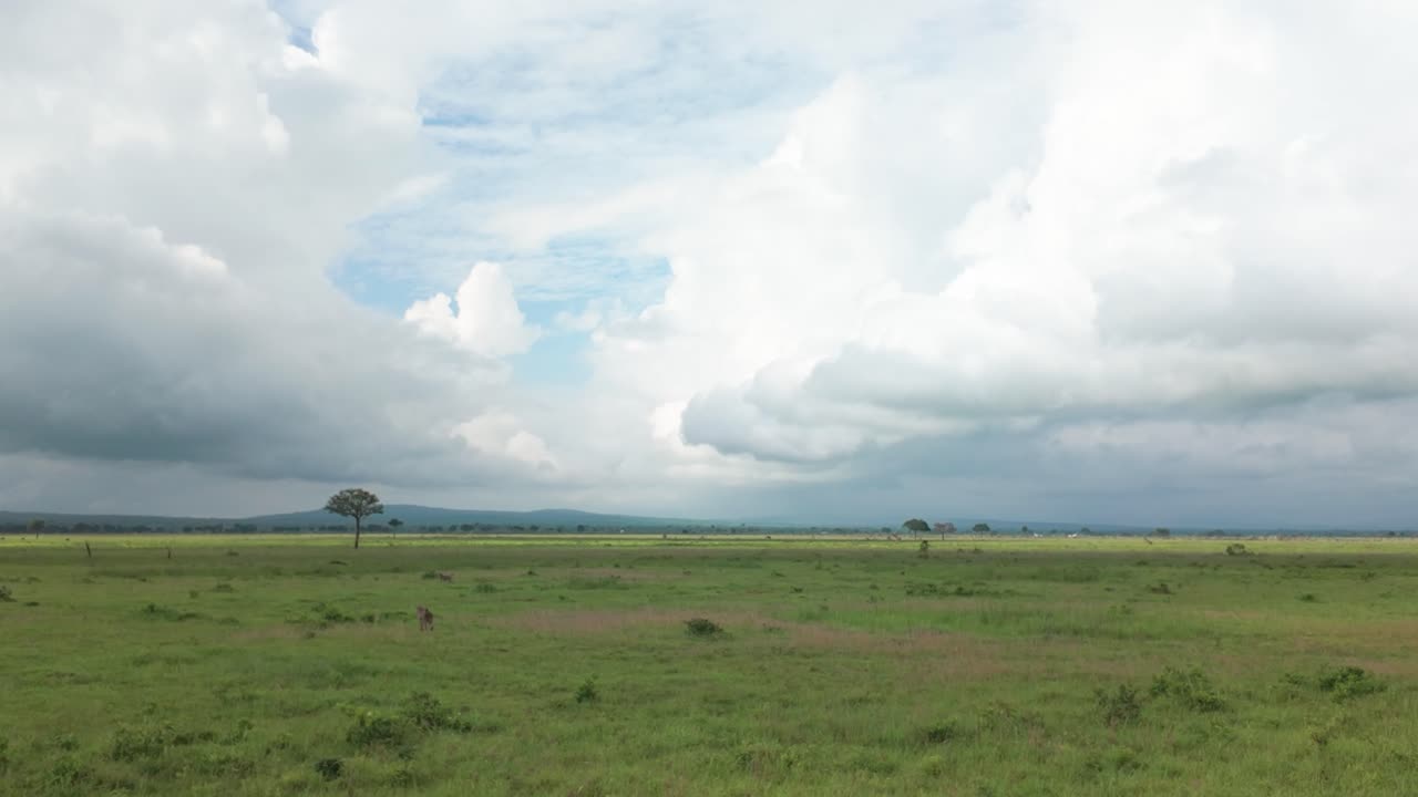 Distant View Of Animals Grazing And Roaming Across Vast Field At Mikumi National Park Near Morogoro In Tanzania. wide shot