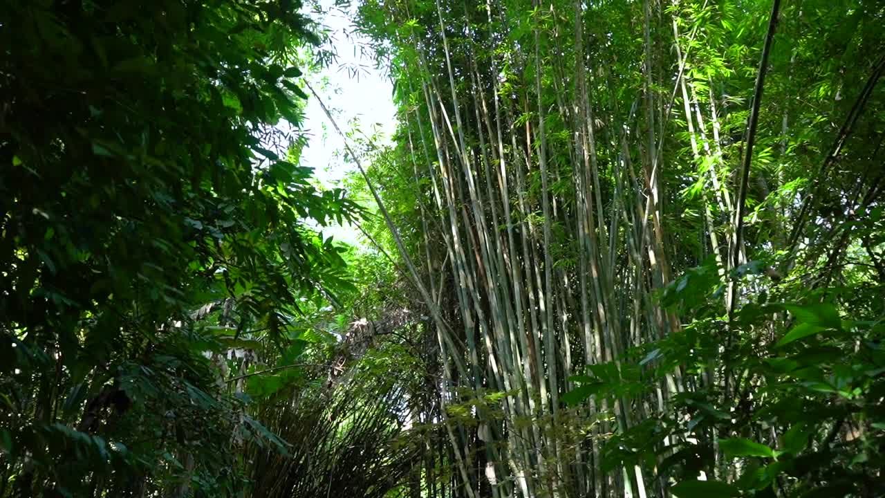 Incredible giant Bamboo forest walk path near Chiang Rai, Thailand