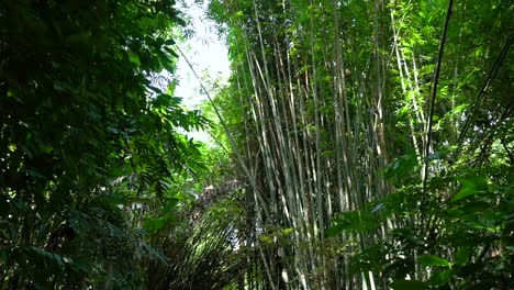 incredible giant bamboo forest walk path near chiang rai, thailand