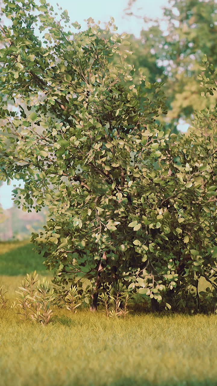 Albero verde ed erba