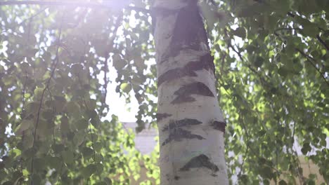 birch tree trunk and leaves in sunlight