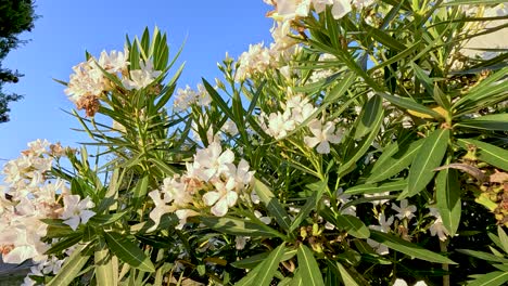 white nerium flowers under clear blue sky