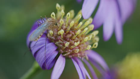 primer plano de un mosquito bebiendo néctar de una flor de aster amellus púrpura en flor, enfoque suave