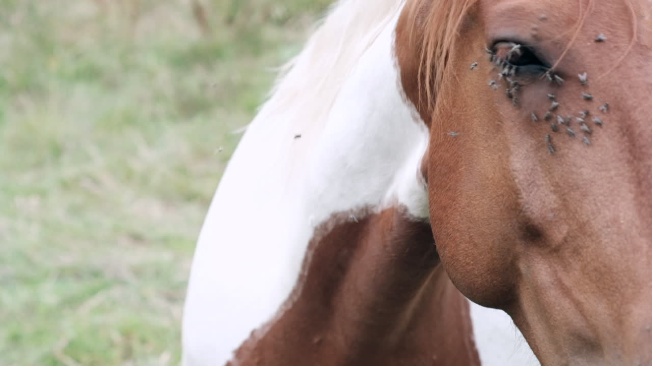 primer plano de caballo de pintura con ojos suaves tolera las moscas zumbando