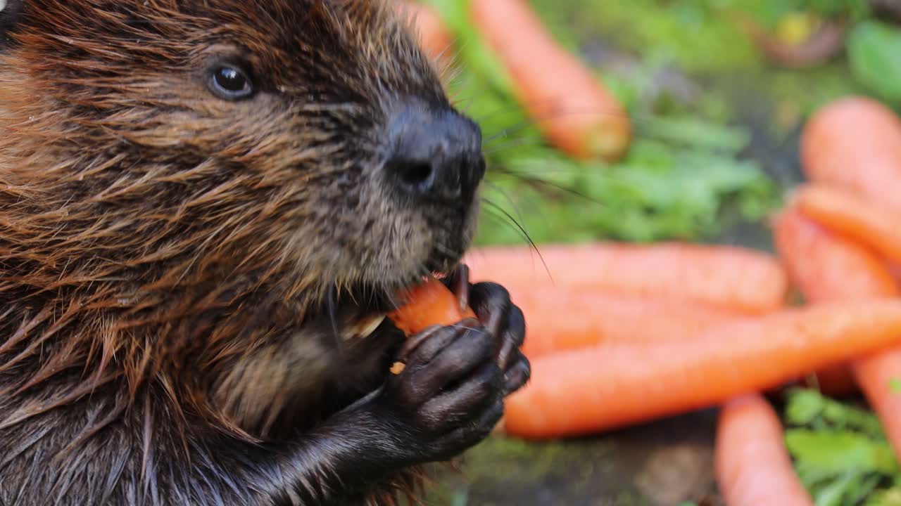 유라시아 비버 (castor fiber) 또는 유럽 비버 (european beaver) 는 한때 유라시아에 널리 퍼져 있었지만 모피와 카스토리움 때문에 거의 멸종될 정도로 사냥되었다.