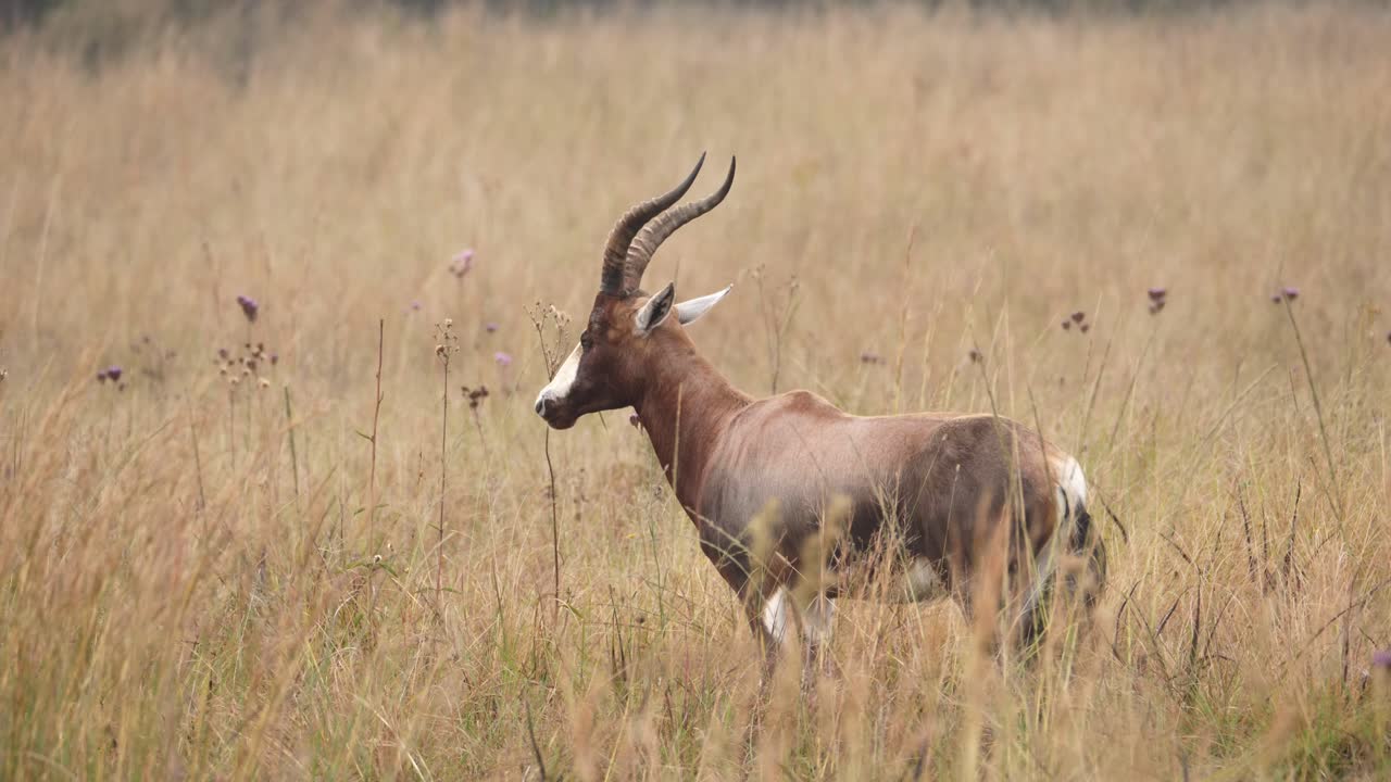 antílope blesbok pastando en pastizales temprano en la mañana, tiro amplio, sudáfrica