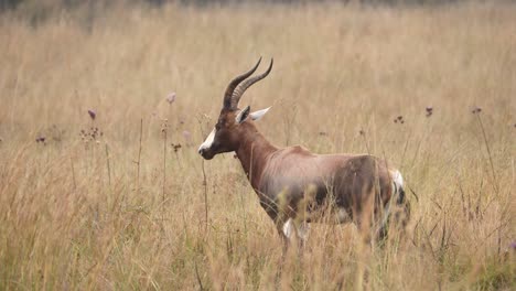 Antílope-Blesbok-Pastando-En-Pastizales-Temprano-En-La-Mañana,-Tiro-Amplio,-Sudáfrica