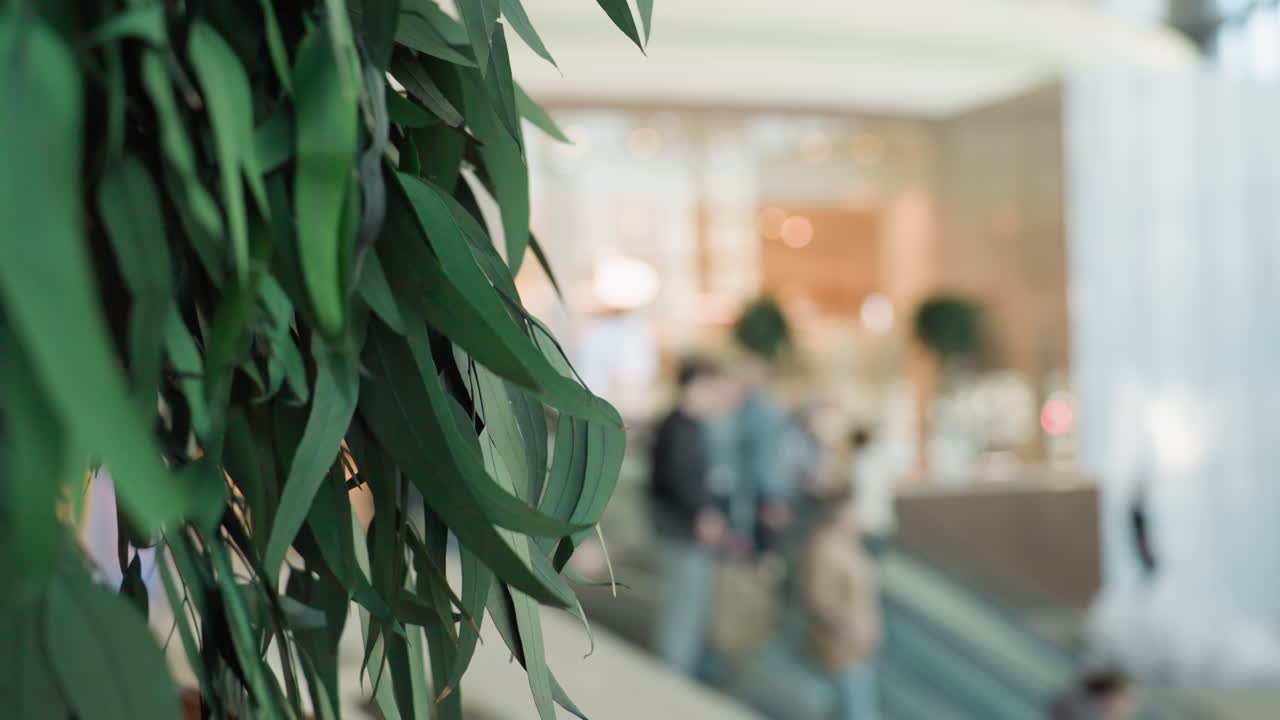 잎이 집중된 식물의 클로즈업 뷰, 배경에는 쇼핑몰의 흐릿한 에스컬레이터 장면이 있습니다.