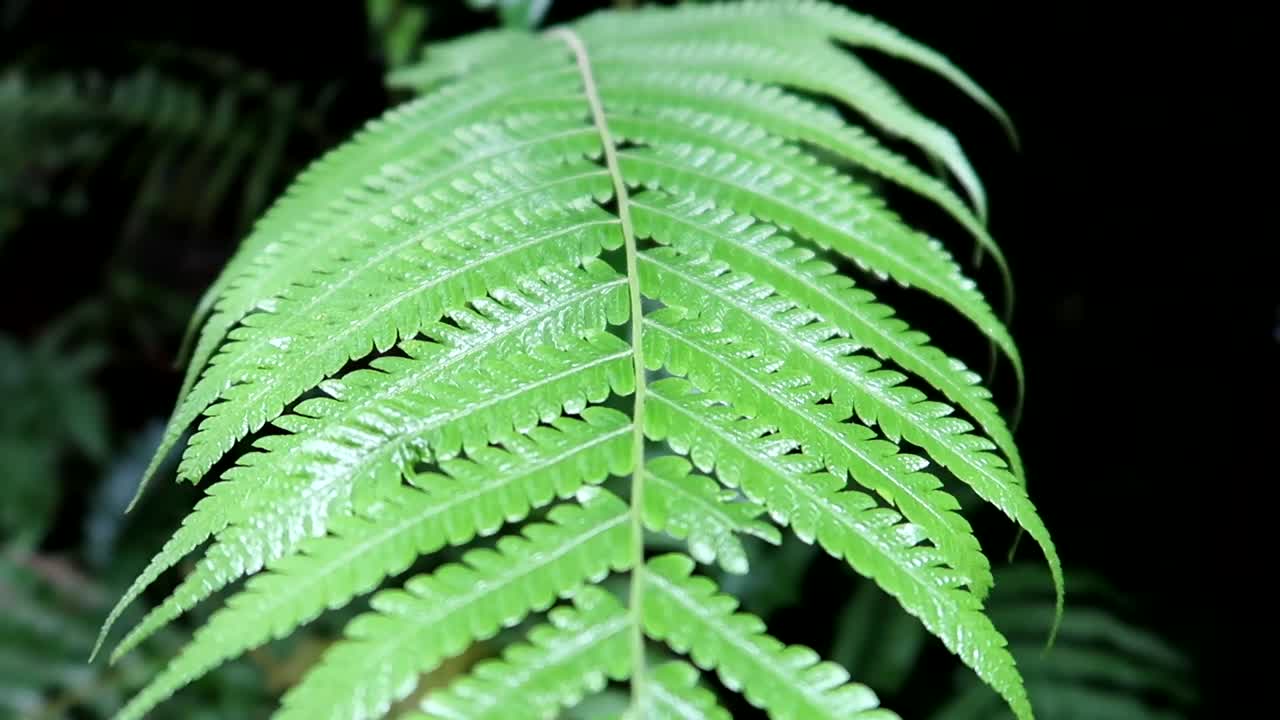 primer plano de una gran hoja verde después de la lluvia en tanzania, áfrica