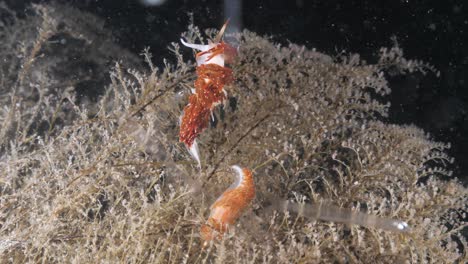 two sakuraeolis species nudibranchs lit up by a scuba divers light on a night dive