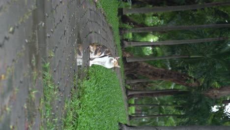 Schöne-Katze,-Die-Elegant-Auf-Dem-Fußweg-Steht