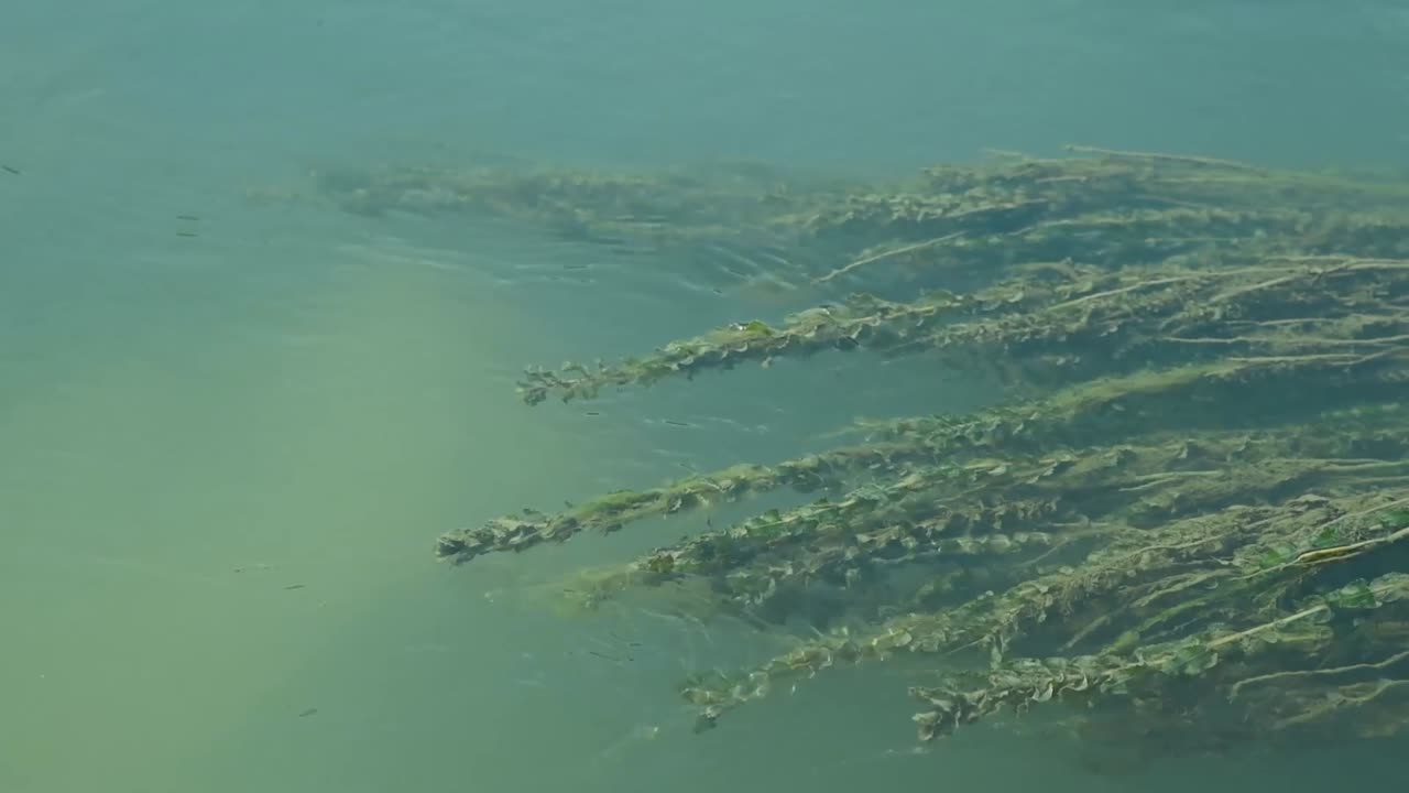 Piante acquatiche che galleggiano nell'acqua del lago