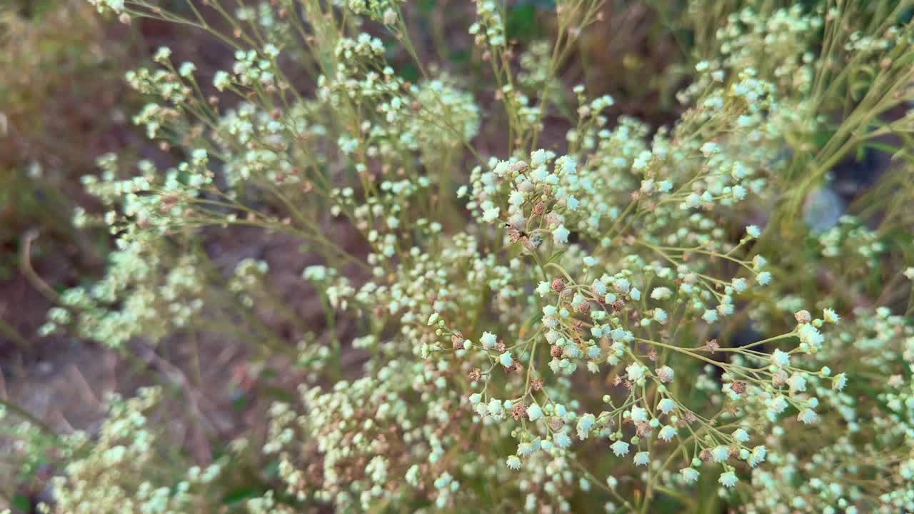 Closeup of Parthenium Hysterophorus flowers in the wild.