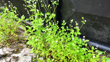 green and wild grass growing in the yard