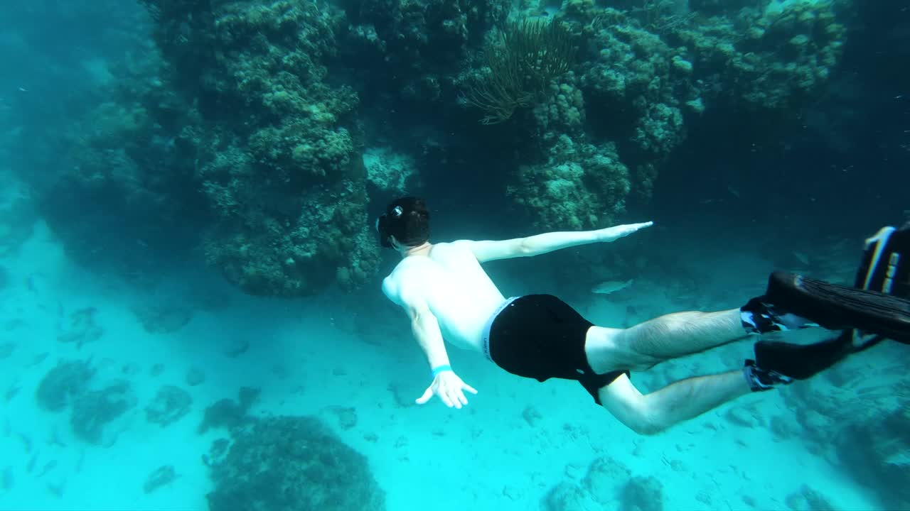 4k snorkeler의 카리브해 수중 야생 동물