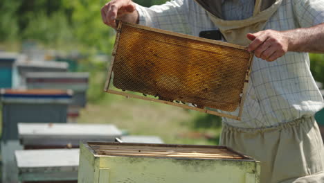beekeeper inspecting honeycomb