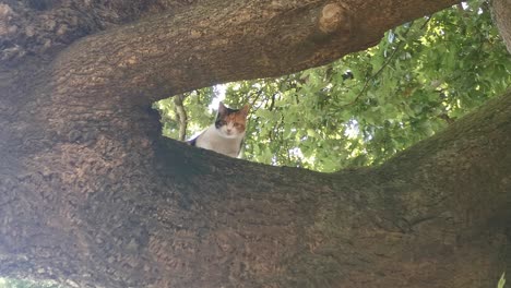 gato atrapado en un roble miauando por ayuda