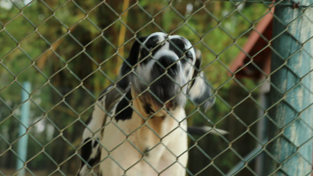 순수한 품종의 그레이트 데인 개는 침입자를 방지하기 위해 잠겨있는 울타리 뒤에서 는다. 4k 해상도 벽 뒤에서 카메라를 향해 는 보호 개