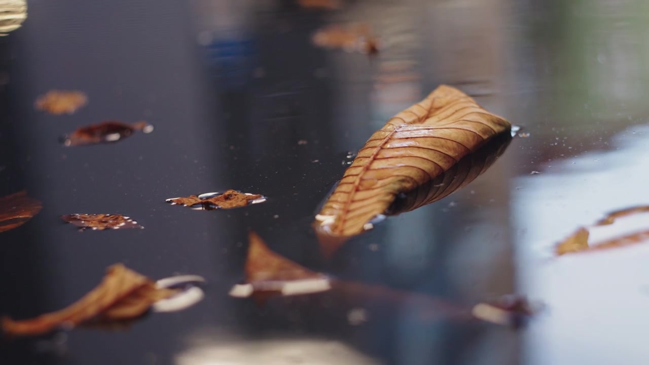 autumn leaves floating in a pound