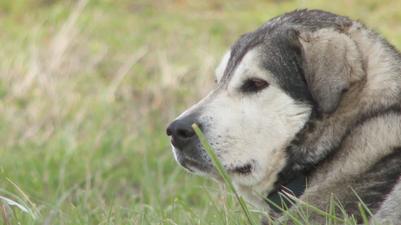 Grey Dog in Grass