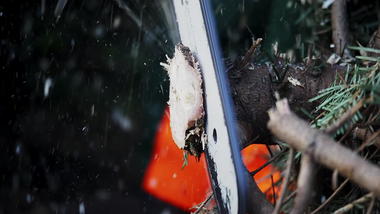 &amp;quot;A chainsaw cuts a slice from the end of a fir tree