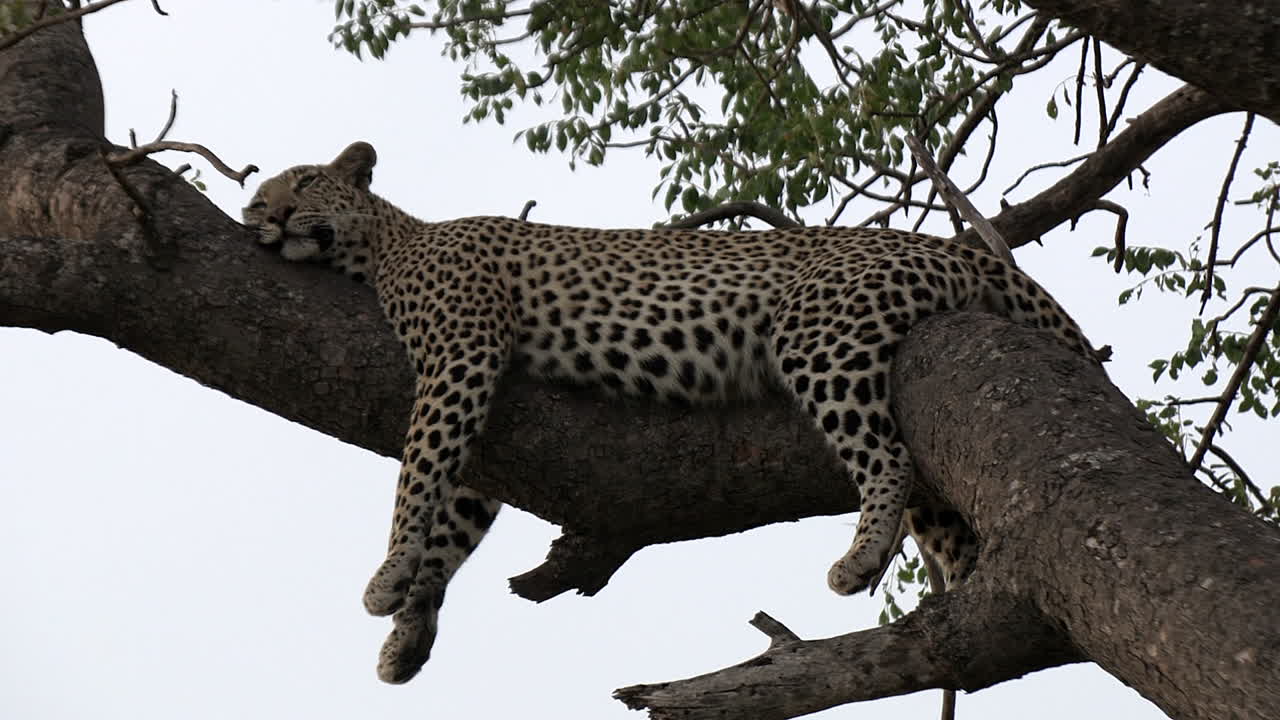un leopardo está durmiendo profundamente en un árbol en una gran rama