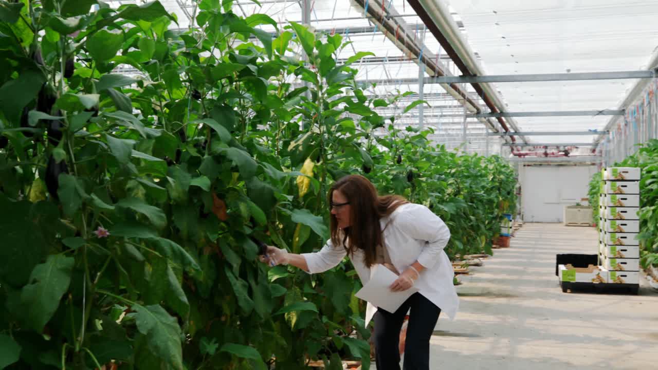 científico examinando las berenjenas en el invernadero 4k
