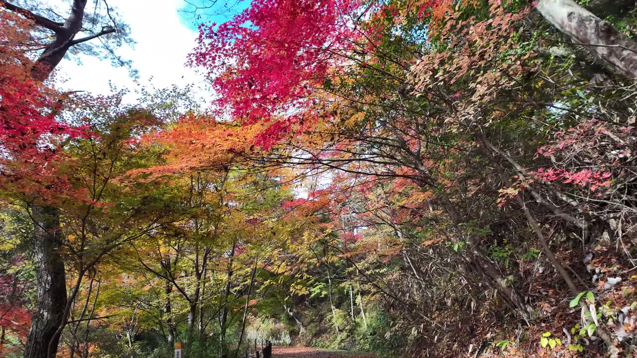 Pathway leading through a vibrant autumn forest with colorful leaves in Takayama, Japan